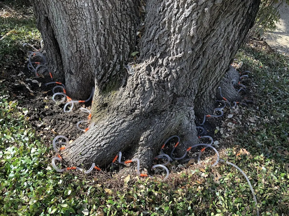 Detailed Shrub and Hedge Trimming job site in Concan