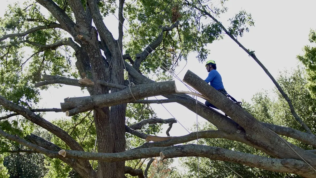 Professional Crown Thinning performed by certified arborists in Concan