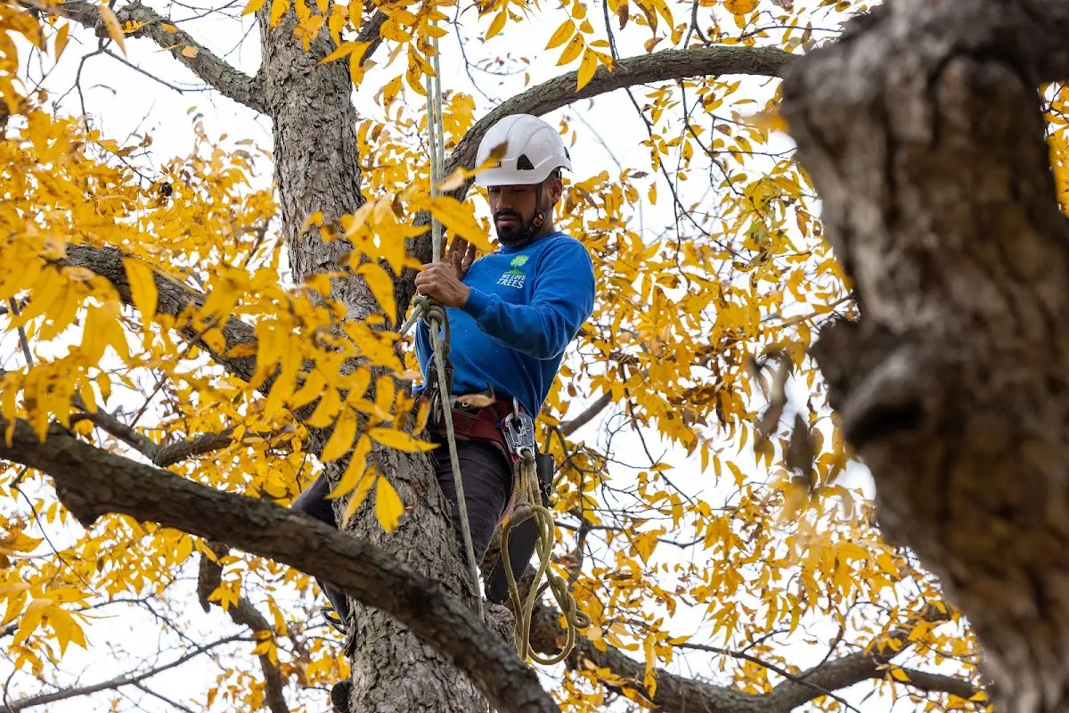 Skilled Tree Trimming crew working in Concan